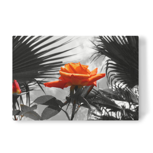 Leinwandbild "Ferien Rose orange ck" artboxONE - Natur,Floral,Abstrakt