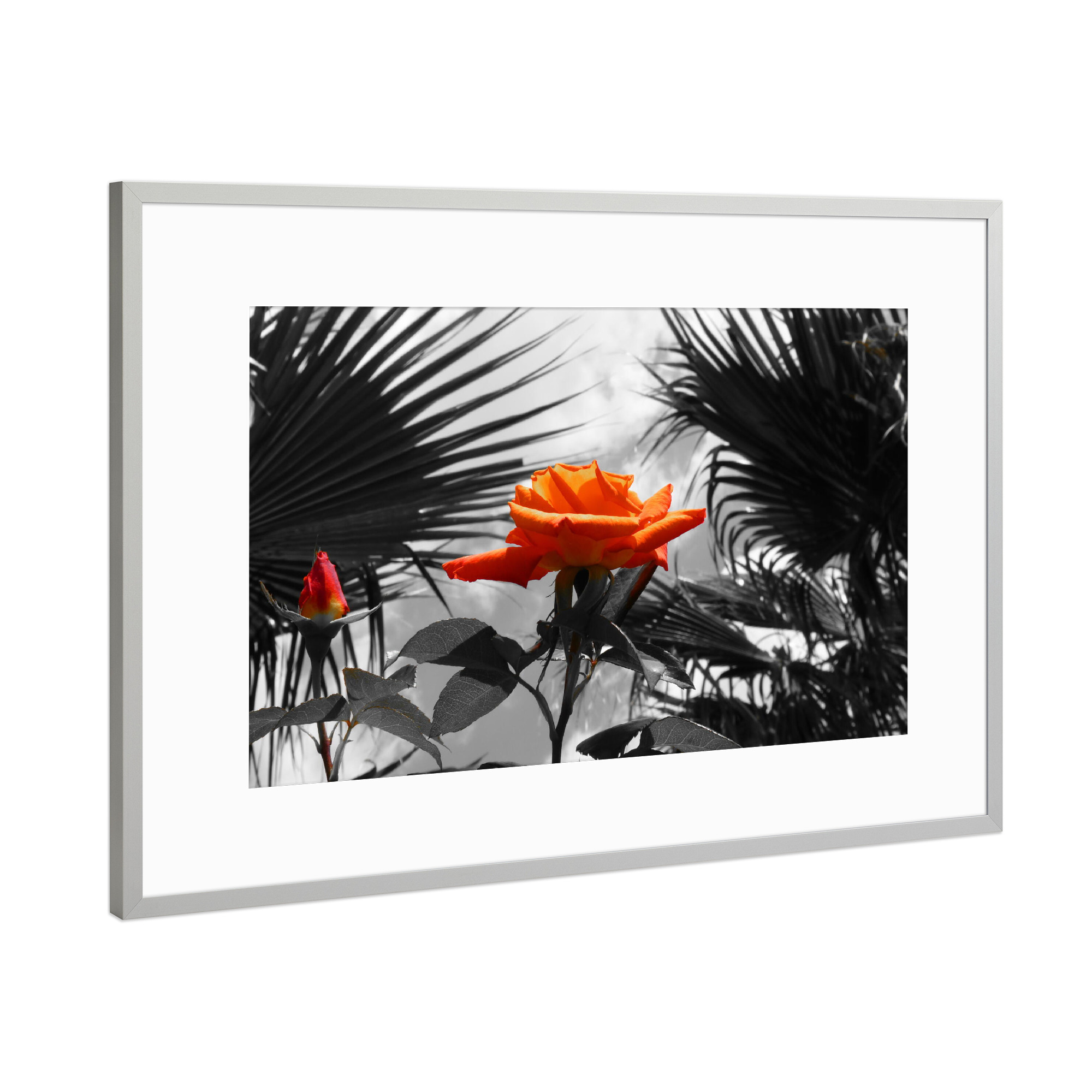 Poster mit Rahmen Silber "Ferien Rose orange ck" artboxONE - Natur,Floral,Abstrakt
