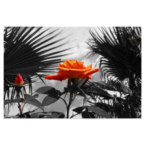 Poster 30x20 cm "Ferien Rose orange ck" artboxONE - Natur,Floral,Abstrakt