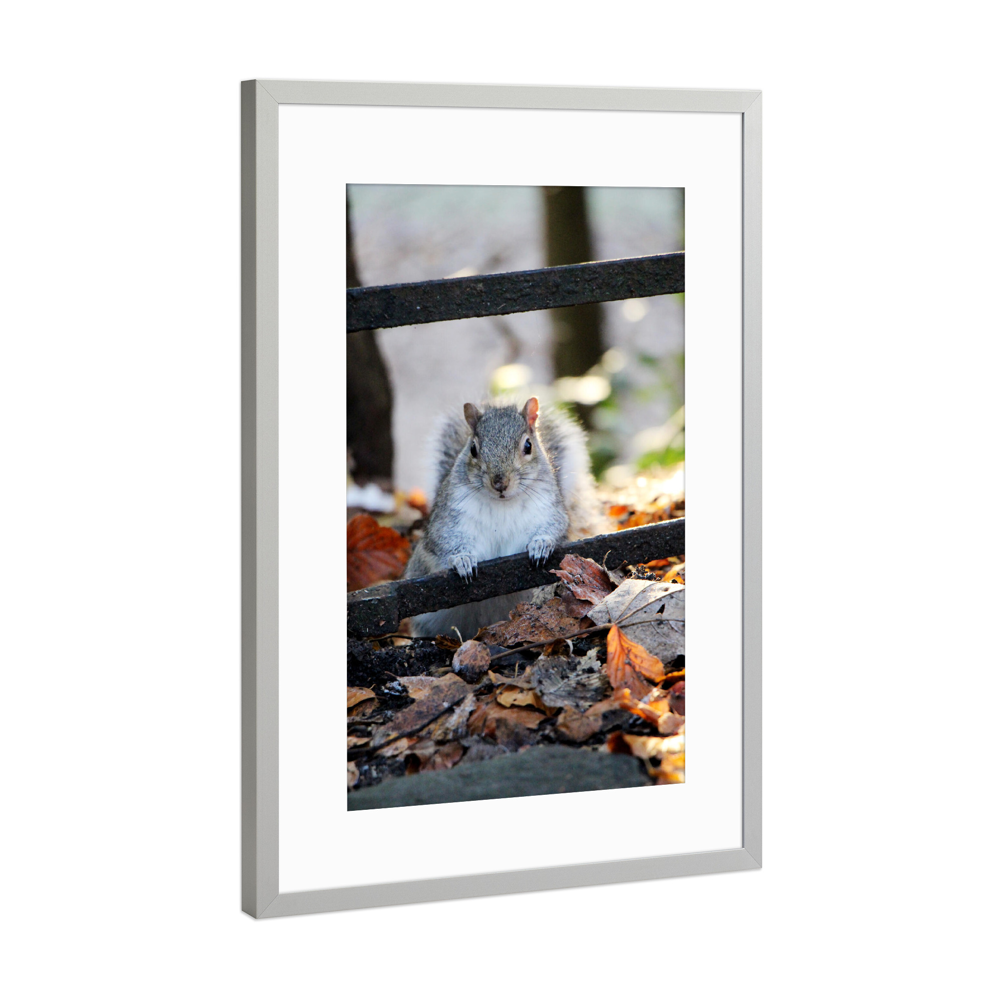 Poster mit Rahmen Silber "Eichhörnchen im Herbstlaub" artboxONE - Natur,Tiere