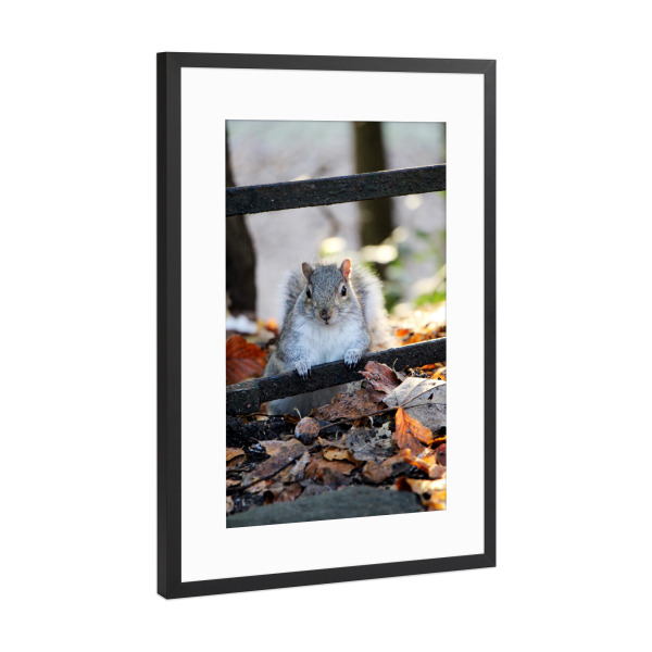 Poster mit Rahmen Schwarz (Metallic) "Eichhörnchen im Herbstlaub" artboxONE - Natur,Tiere