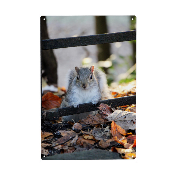 Holzbild "Eichhörnchen im Herbstlaub" artboxONE - Natur,Tiere