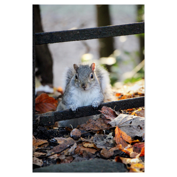 Poster "Eichhörnchen im Herbstlaub" artboxONE - Natur,Tiere