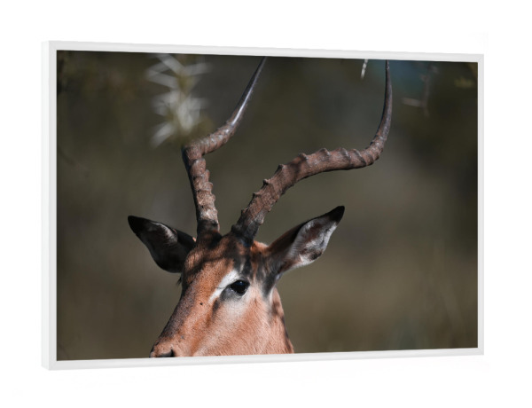 Poster mit weißem Rahmen "Impala Horns" artboxONE - Natur,Tiere