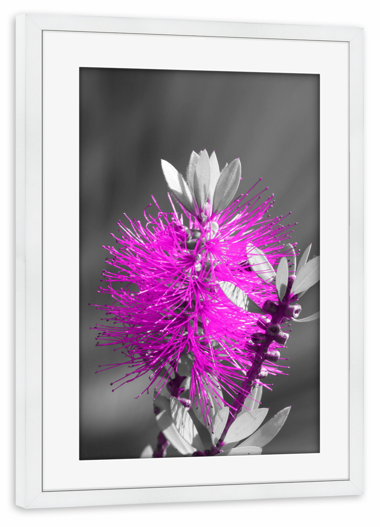 Poster mit Rahmen weiß "Flaschenbaumblüte ck magenta" artboxONE - Natur,Floral,Abstrakt