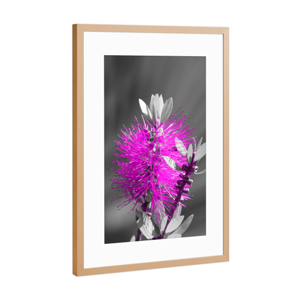 Poster mit Rahmen Kupfer "Flaschenbaumblüte ck magenta" artboxONE - Natur,Floral,Abstrakt