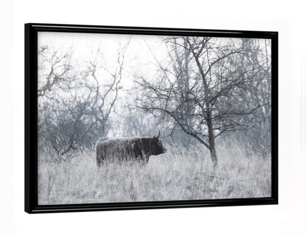 Poster mit schwarzem Rahmen "Rind am Abend" artboxONE - Natur,Tiere