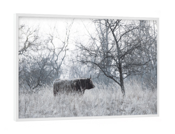 Poster mit weißem Rahmen "Rind am Abend" artboxONE - Natur,Tiere