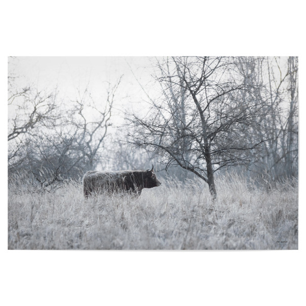 Poster "Rind am Abend" artboxONE - Natur,Tiere - Cow,Animal,Farming,Monochrome,Rinder,Trees,Gras,Grass,Tier,Rind,Nature,Natur,Farm,Wild