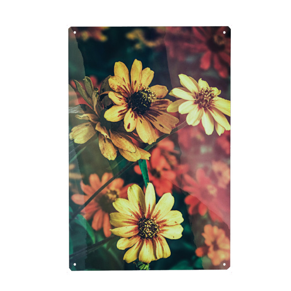 Metall Poster "Spring blooming close up" artboxONE - Natur,Floral