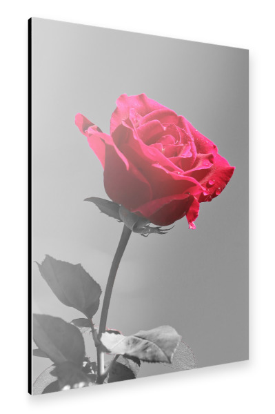 Alu-Dibond "Liebes Rose rot ck" 30x20 cm artboxONE
