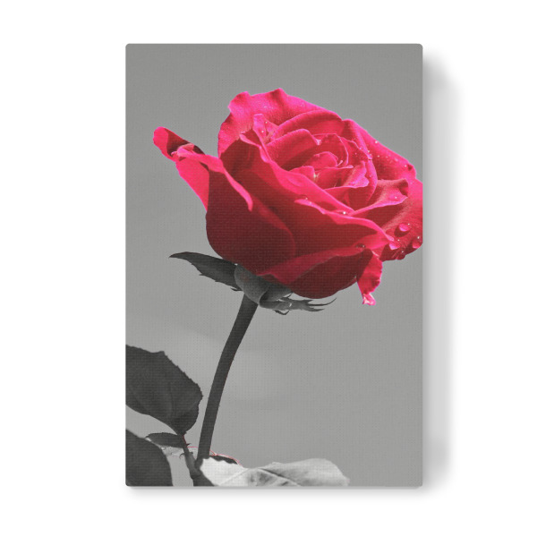 Leinwandbild "Liebes Rose rot ck" artboxONE - Natur,Abstrakt,Liebe