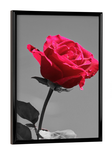 Poster mit schwarzem Rahmen "Liebes Rose rot ck" artboxONE - Natur,Abstrakt,Liebe