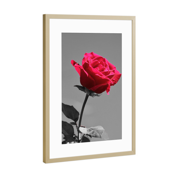 Poster mit Rahmen Gold "Liebes Rose rot ck" artboxONE - Natur,Abstrakt,Liebe