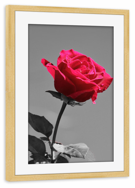 Poster mit Rahmen kiefer "Liebes Rose rot ck" artboxONE - Natur,Abstrakt,Liebe