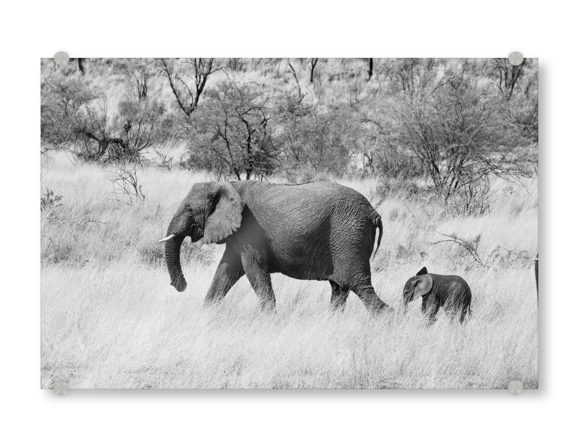 Acrylglasbild "Mama und Baby Elefant" artboxONE - Natur,Tiere,Schwarzweiß,Reise / Afrika