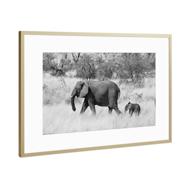 Poster mit Rahmen Gold "Mama und Baby Elefant" artboxONE - Natur,Tiere,Schwarzweiß,Reise / Afrika