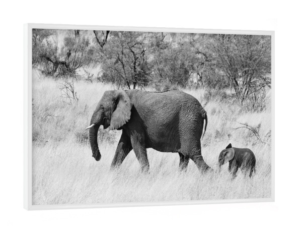 Poster mit weißem Rahmen "Mama und Baby Elefant" artboxONE - Natur,Tiere,Schwarzweiß,Reise / Afrika