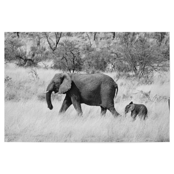 Poster "Mama und Baby Elefant" artboxONE - Natur,Tiere,Schwarzweiß,Reise / Afrika