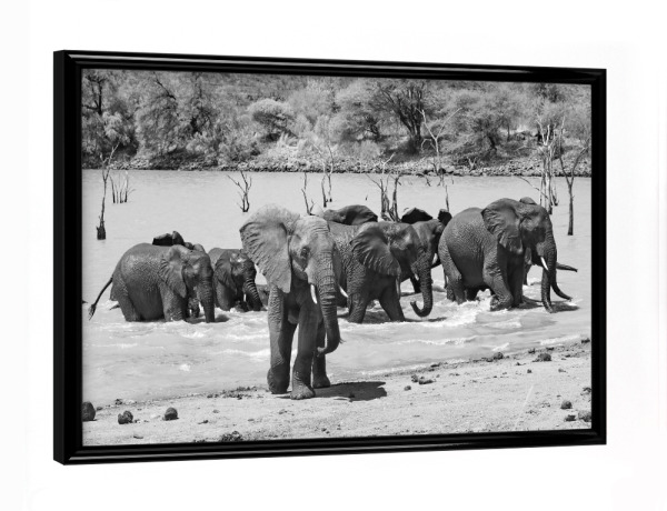 Poster mit schwarzem Rahmen "Elefanten Badetag" artboxONE - Natur,Tiere,Schwarzweiß,Reise / Afrika