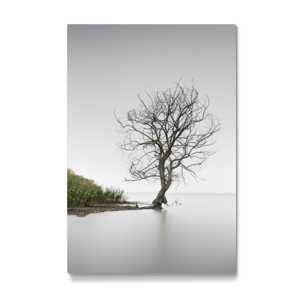 Galerie-Print "Trasimeno Tree Umbrien" 30x20 cm artboxONE