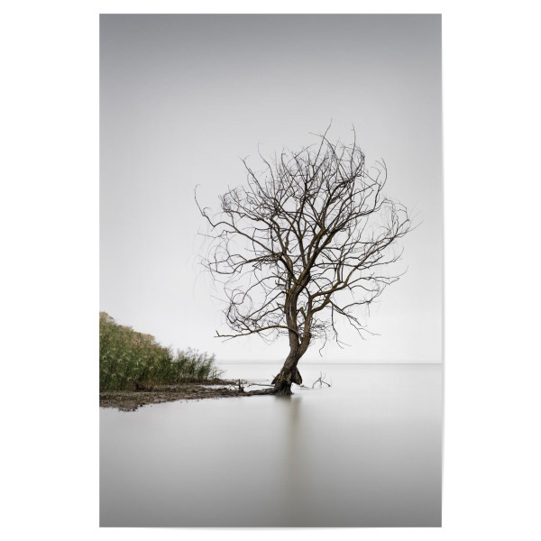 Poster "Trasimeno Tree Umbrien" artboxONE - Natur,Reise,Reise / Strand und Meer,Städte / Venedig,Reise / Länder