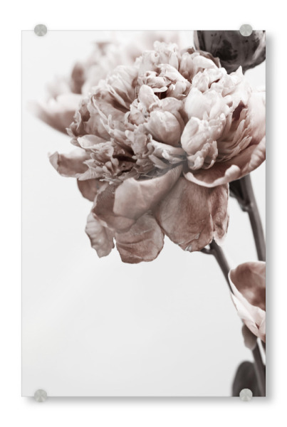 Acrylglasbild "Modern Peony" artboxONE - Natur,Floral - Peony,Floral,Blume,Flower,Botanical,Brauty,Closeup,Nature,Natur