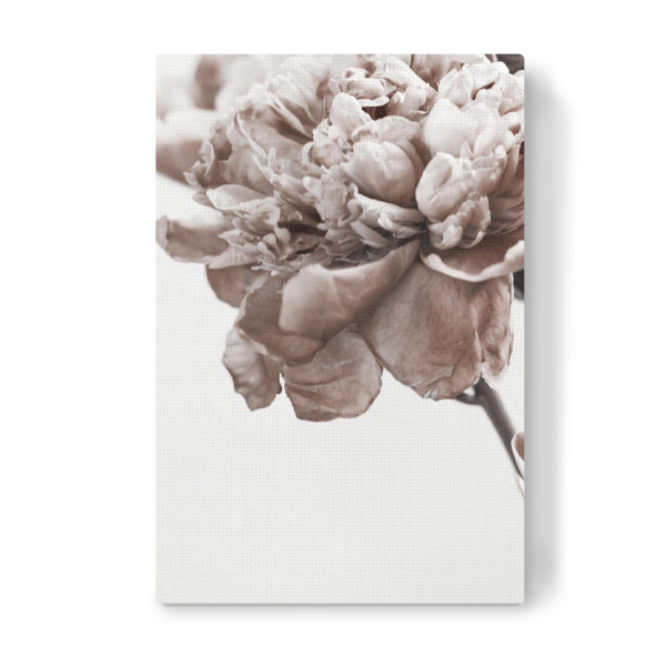 Leinwandbild "Modern Peony" artboxONE - Natur,Floral - Peony,Floral,Blume,Flower,Botanical,Brauty,Closeup,Nature,Natur