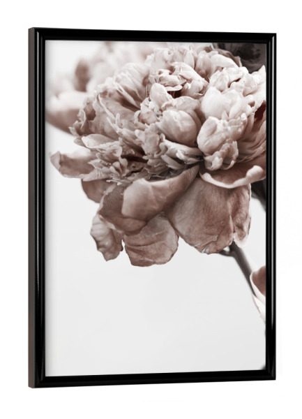 Poster mit schwarzem Rahmen "Modern Peony" artboxONE - Natur,Floral - Peony,Floral,Blume,Flower,Botanical,Brauty,Closeup,Nature,Natur