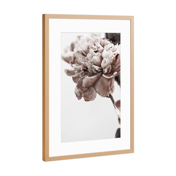 Poster mit Rahmen Kupfer "Modern Peony" artboxONE - Natur,Floral - Peony,Floral,Blume,Flower,Botanical,Brauty,Closeup,Nature,Natur
