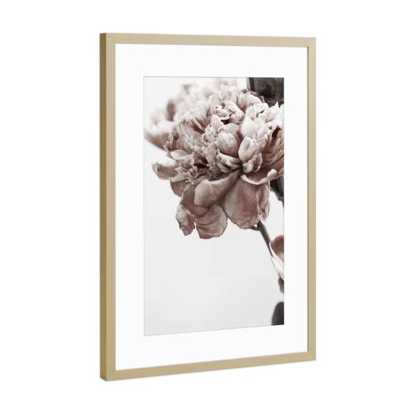 Poster mit Rahmen Gold "Modern Peony" artboxONE - Natur,Floral - Peony,Floral,Blume,Flower,Botanical,Brauty,Closeup,Nature,Natur