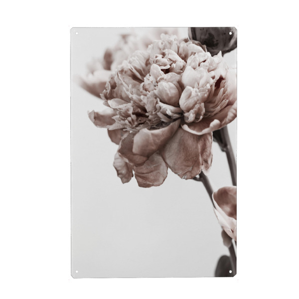 Metall Poster "Modern Peony" artboxONE - Natur,Floral - Peony,Floral,Blume,Flower,Botanical,Brauty,Closeup,Nature,Natur - Blechschild