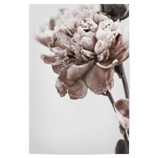 Poster 30x20 cm "Modern Peony" artboxONE - Natur,Floral - Peony,Floral,Blume,Flower,Botanical,Brauty,Closeup,Nature,Natur