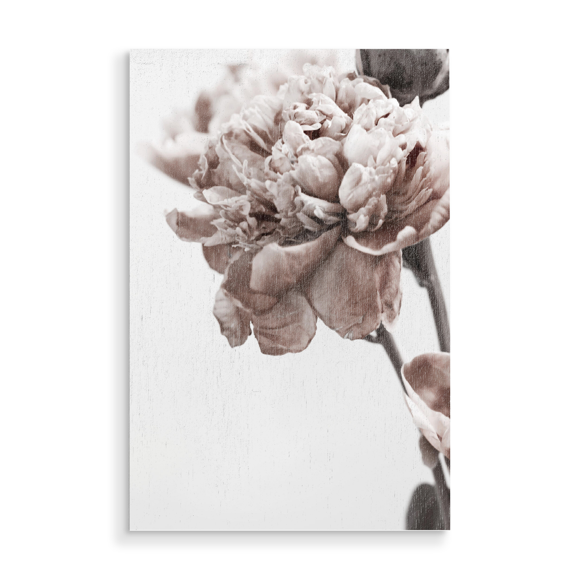 Holzbild "Modern Peony" artboxONE - Natur,Floral - Peony,Floral,Blume,Flower,Botanical,Brauty,Closeup,Nature,Natur
