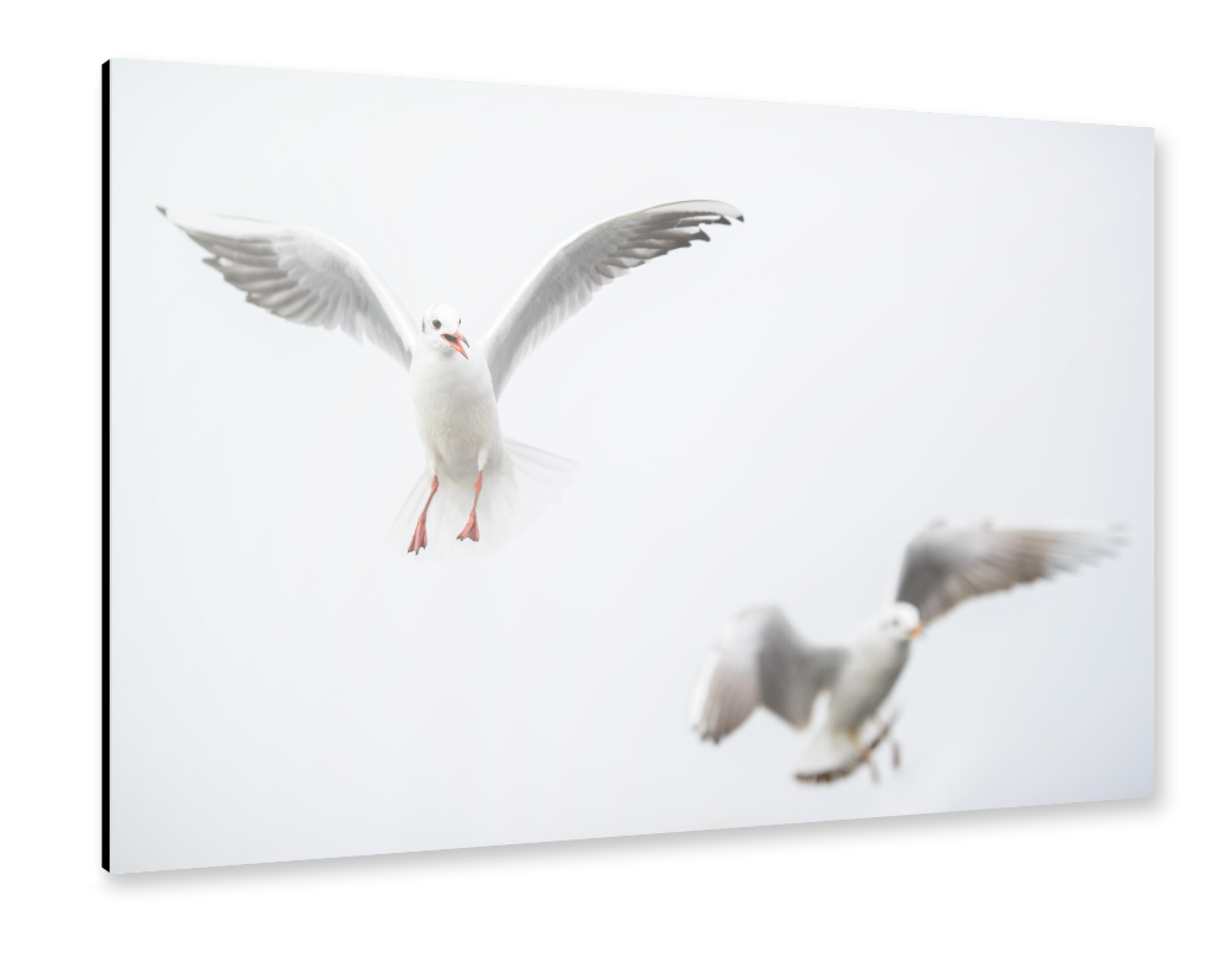 Alu-Dibond "Flying black-headed gulls" 75x50 cm artboxONE