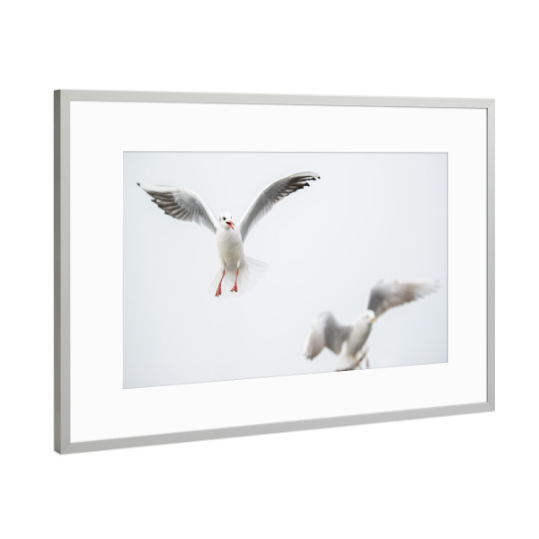 Poster mit Rahmen Silber "Flying black-headed gulls" artboxONE - Natur,Tiere