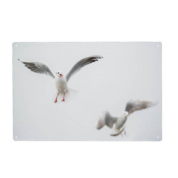 Holzbild "Flying black-headed gulls" artboxONE - Natur,Tiere