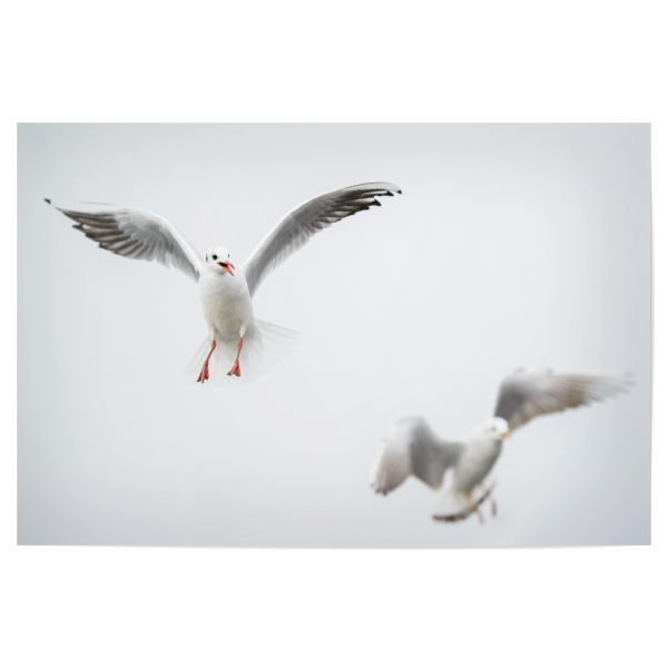 Poster 30x20 cm "Flying black-headed gulls" artboxONE - Natur,Tiere