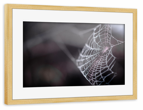 Poster mit Rahmen kiefer "Dark spider web" artboxONE - Natur,Schwarzweiß