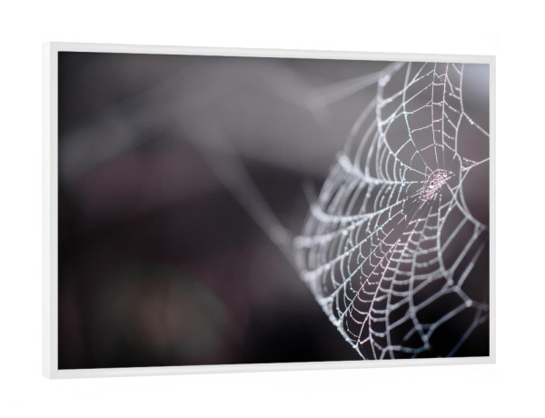 Poster mit weißem Rahmen "Dark spider web" artboxONE - Natur,Schwarzweiß