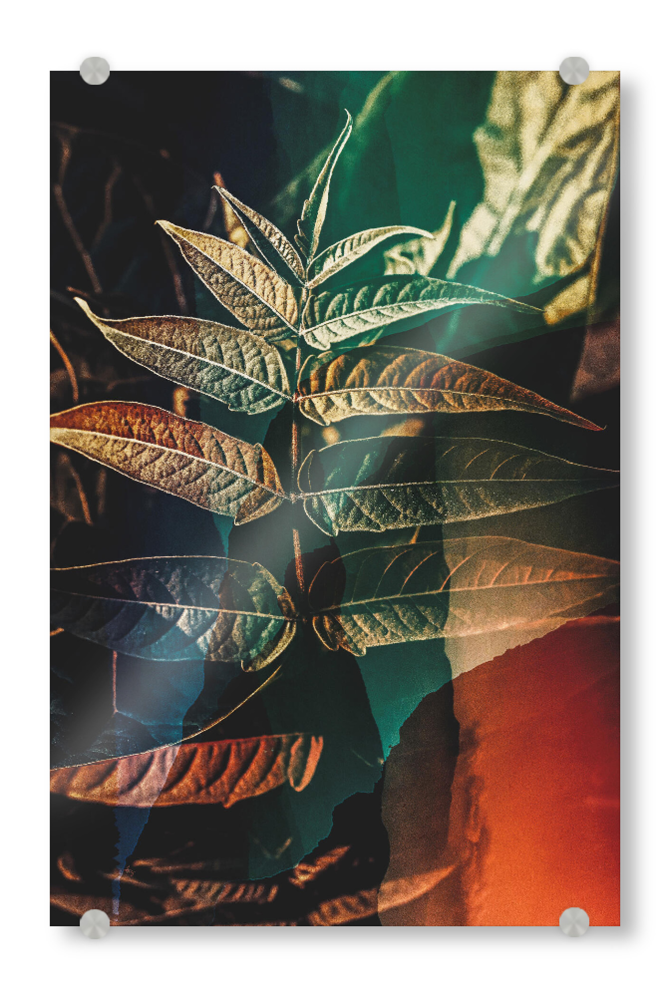 Acrylglasbild "Leaf close up" artboxONE - Natur,Floral