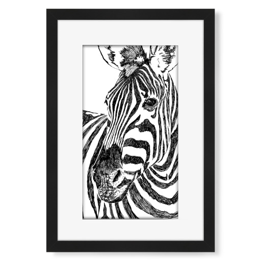 Zebra