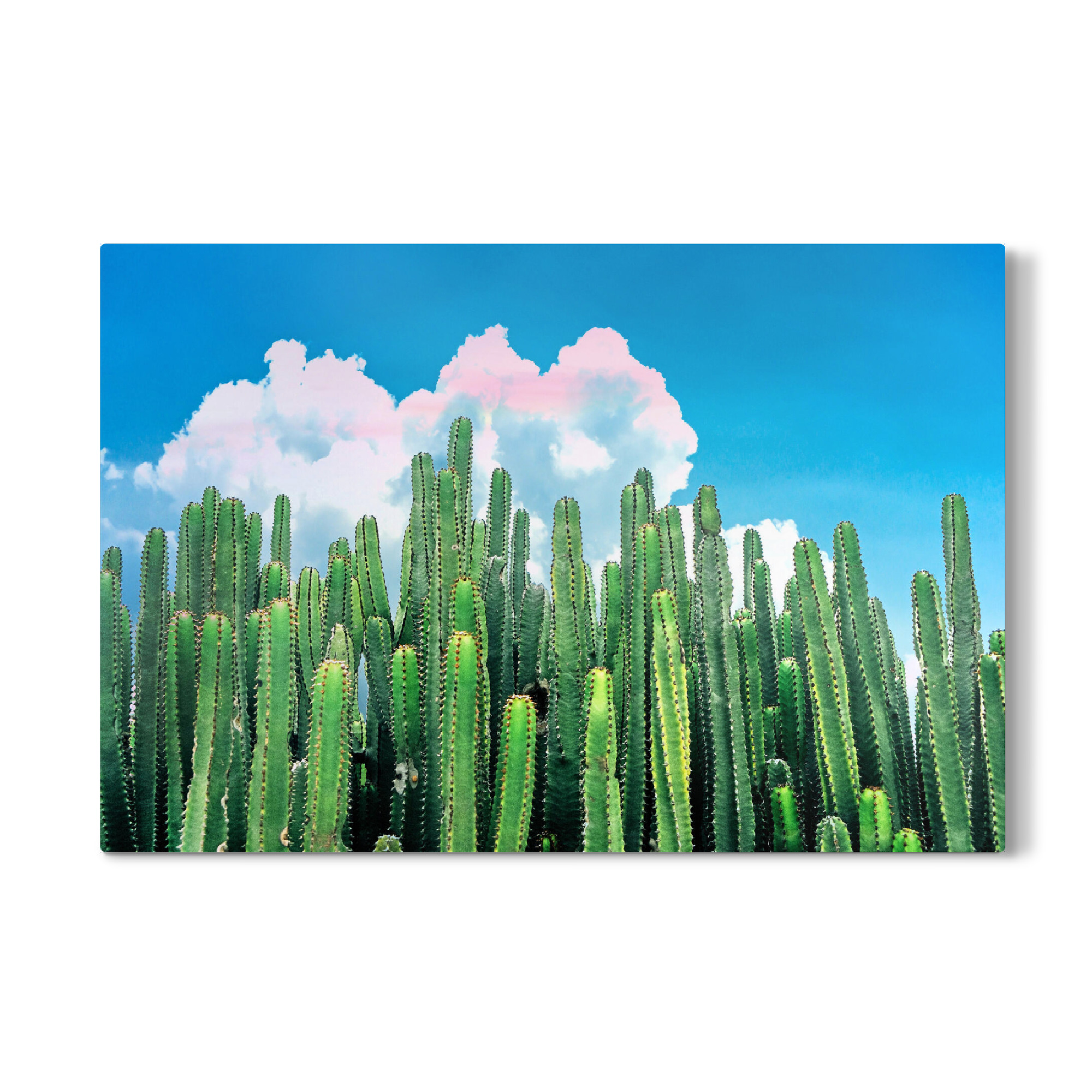 Galerie-Print "Cactus Summer" 30x20 cm artboxONE