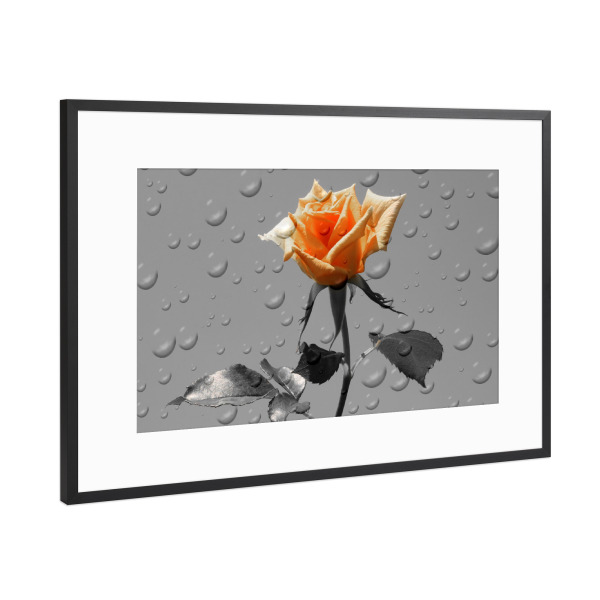 Poster mit Rahmen Schwarz (Metallic) "Rosen Tropfen ck" artboxONE - Natur,Floral,Abstrakt,Schwarzweiß