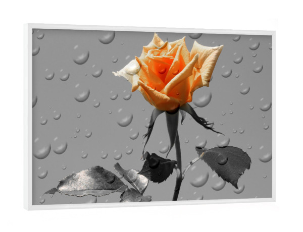 Poster mit weißem Rahmen "Rosen Tropfen ck" artboxONE - Natur,Floral,Abstrakt,Schwarzweiß