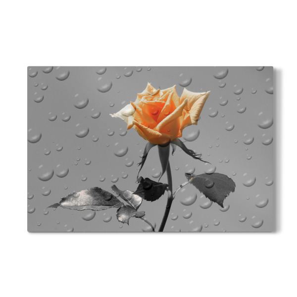 Galerie-Print "Rosen Tropfen ck" 30x20 cm artboxONE