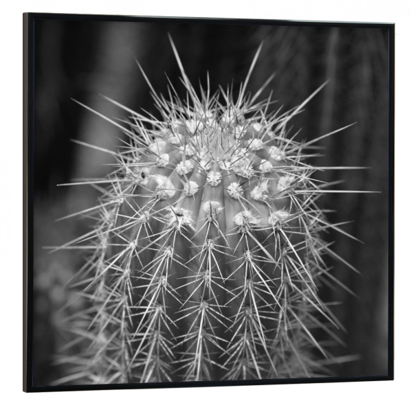 Poster mit schwarzem Rahmen 30x30 cm "Wilder Kaktus" artboxONE - Natur,Floral,Schwarzweiß,Reise / Afrika
