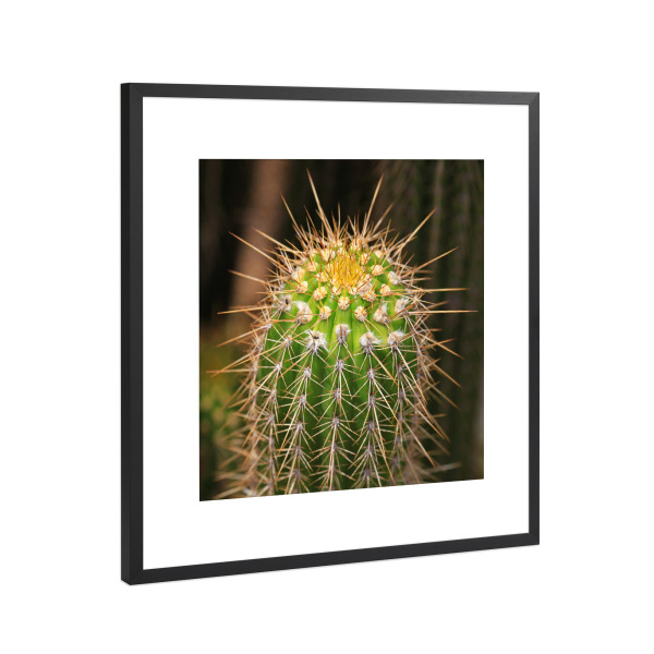 Poster mit Rahmen Schwarz (Metallic) "Afrikanischer Kaktus" artboxONE - Natur,Floral,Reise / Afrika