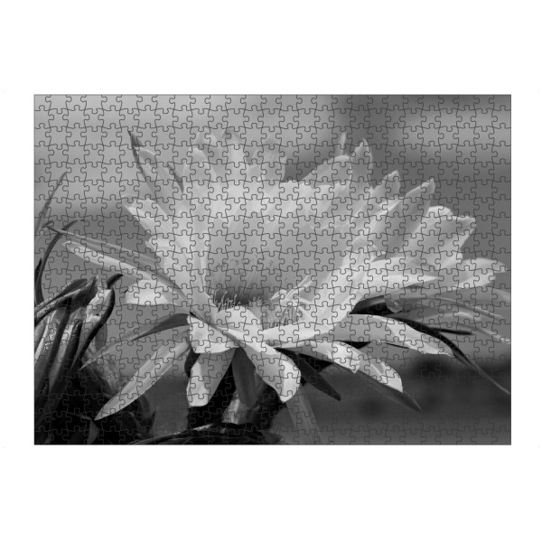 artboxONE Puzzle "Wilde Afrika Kaktusblüte" artboxONE - Natur,Floral,Schwarzweiß,Reise / Afrika