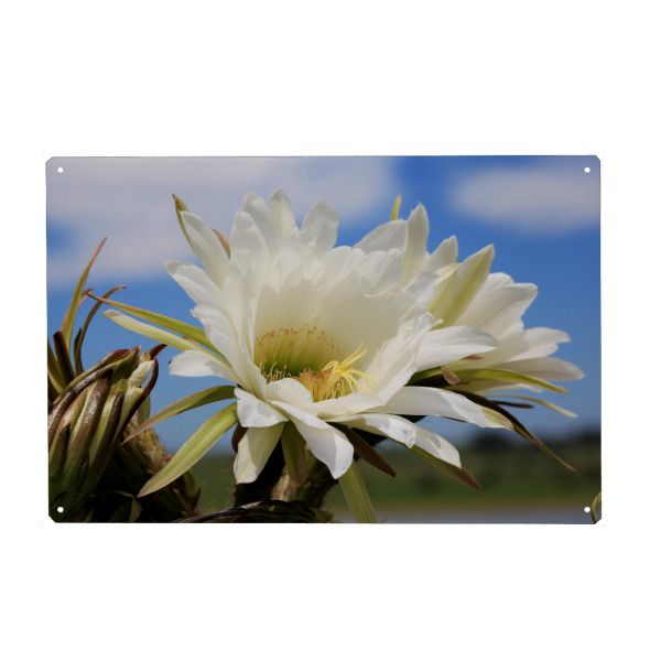 Metall Poster "Afrika Kaktusblüte" artboxONE - Natur,Floral,Reise / Afrika